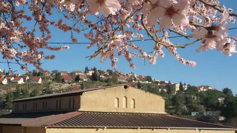 Almond trees shiloh.jpg